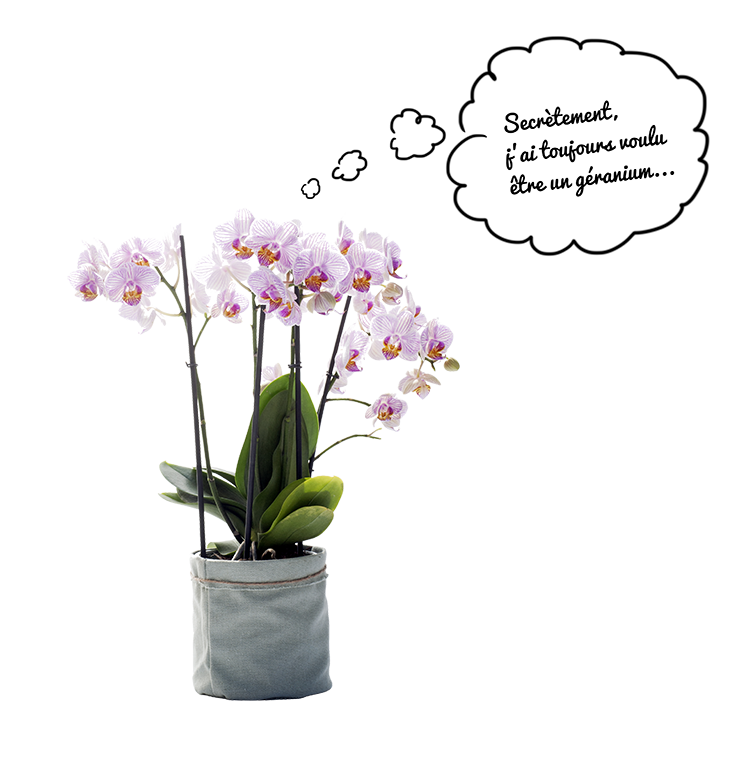 plante orchidée Flowerprice